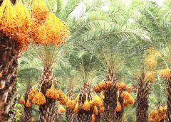 ĐỒNG THÁP, LÀNG HOA SA ĐÉC, VƯỜN CHÀ LÀ (1 ngày)