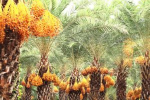 ĐỒNG THÁP, LÀNG HOA SA ĐÉC, VƯỜN CHÀ LÀ (1 ngày)